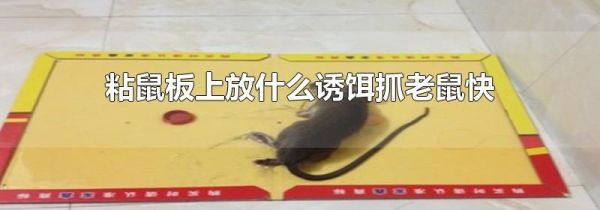粘鼠板上放什么誘餌抓老鼠快